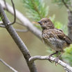 Spotted Towhee